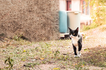 Portrait of a young adult bicolor black and white tuxedo cat with yellow eyes watching something interesting in the garden