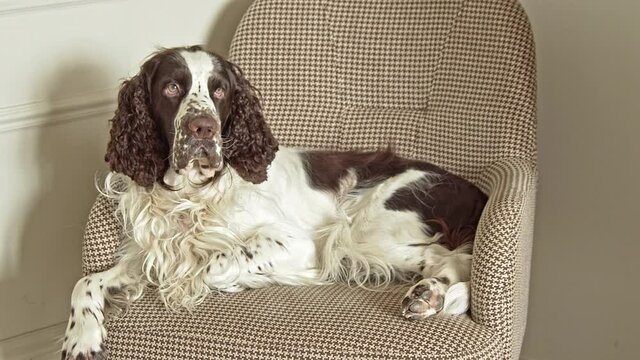 English springer spaniel lies on a chair