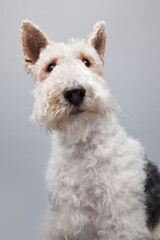 Wire Hair Fox Terrier on grey background