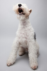 Wire Hair Fox Terrier on grey background