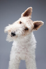 Wire Hair Fox Terrier on grey background