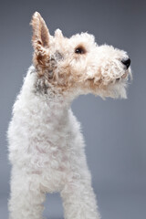 Wire Hair Fox Terrier on grey background