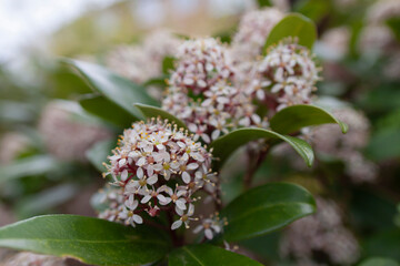 skimmia japonica
