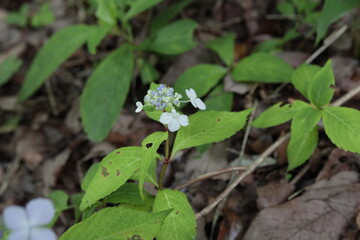 紫陽花