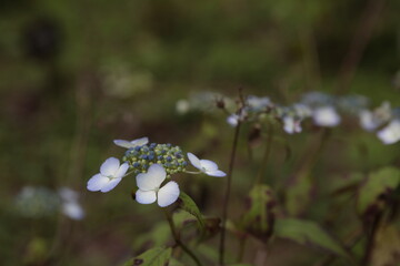 紫陽花