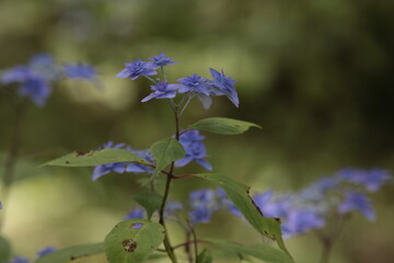 紫陽花
