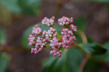Obraz premium Viburnum Davidii