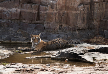 Tiger cub resting on the river bed, Ranthambore Tiger Reserve
