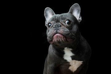 french bulldog on pure black background