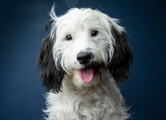 Black & White Cockapoo on blue background