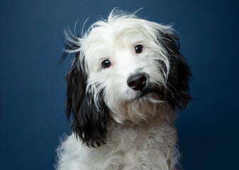 Black & White Cockapoo on blue background