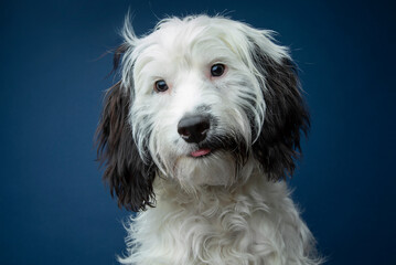 Black & White Cockapoo on blue background