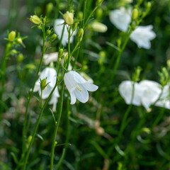 Closeup of little white Campanula flowers catching sunlight in a garden