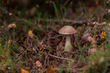 boletus mushroom growing in the forest