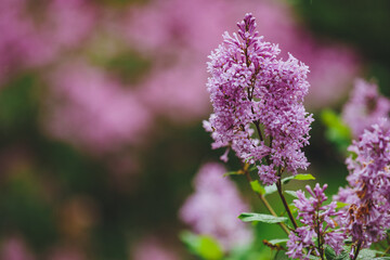 Beautiful lilac flowers. Spring blossom. Blooming lilac bush with tender tiny flower. Purple lilac flower on the bush. Summer time. Background