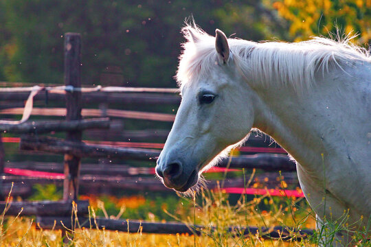 white horse in the field