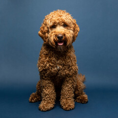 Young Goldendoodle on a blue background