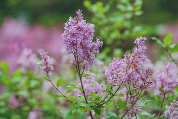 Beautiful lilac flowers. Spring blossom. Blooming lilac bush with tender tiny flower. Purple lilac flower on the bush. Summer time. Background