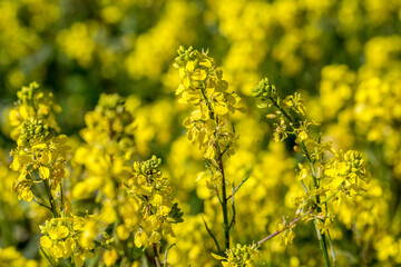 Canola Crops in the Sunshine