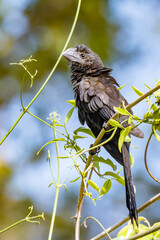 Smooth-billed Ani / Anu-preto / Crotophaga ani - countryside view