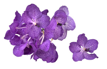 Vanda blue orchid flowers