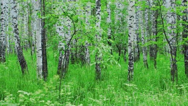 Admirable birch forest at summer