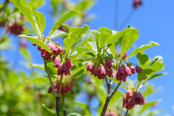 ベニサラサドウダン