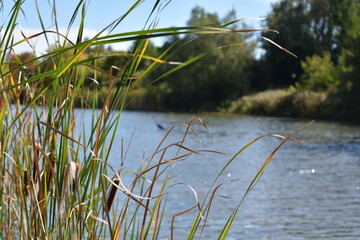 Reeds and a water bird out focused on lake