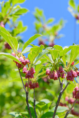 ベニサラサドウダン