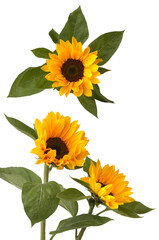 Miniature Sunflowers isolated on white