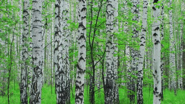 Admirable birch forest at summer