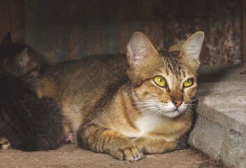 Portrait of Thai cats and kittens