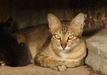 Portrait of Thai cats and kittens