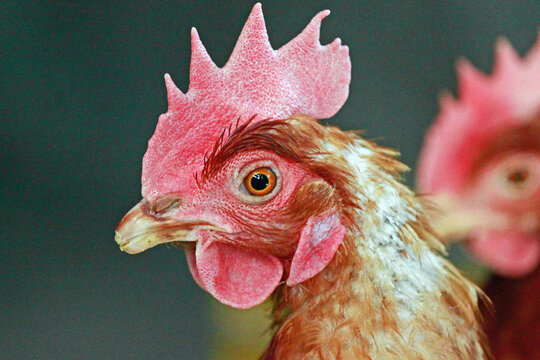 close up of a chicken