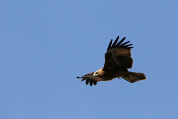 Hawk in flight
