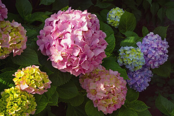 Multicolored flowers of hydrangea ( Hydrangea macrophylla ) in garden