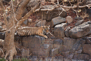 Fototapeta na wymiar Tigress Ladali cub sitting on the rocks of Ranthambore Tiger Reserve