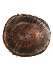Fototapeta premium cross section of tree trunk