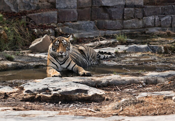 Tigress Ladali cub resting on the river bed near temple rock, Ranthambore Tiger Reserve