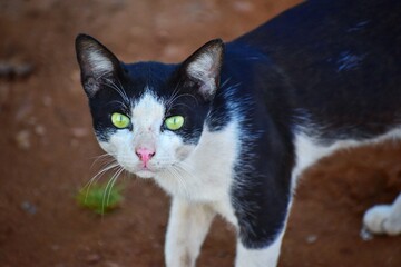 black and white cat, cat, black cat, small tiger, 