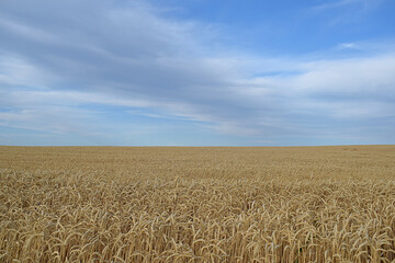 Field of ripe wheat under the blue sky and clouds