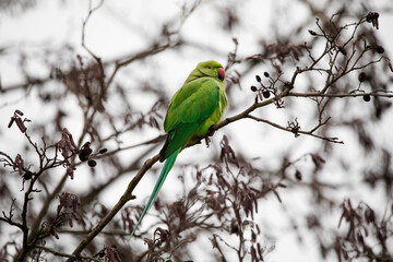 London Ring Necked Parakeet in winter