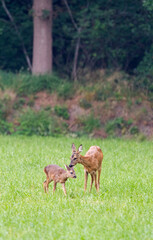 Roe Deer, Capreolus capreolus, with calf, near forest edge, vertical