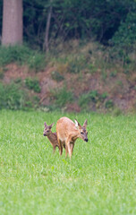 Roe Deer, Capreolus capreolus, with calf, near forest edge, vertical