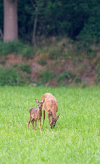 Roe Deer, Capreolus capreolus, with calf, near forest edge, vertical