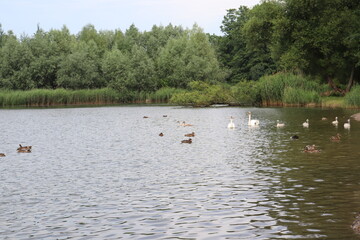 swans,  ducks on the lake
