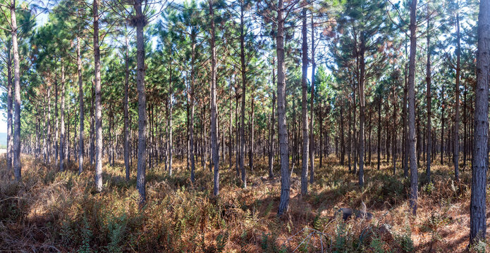 Pine forest in winter in the daytime with light and  shadows