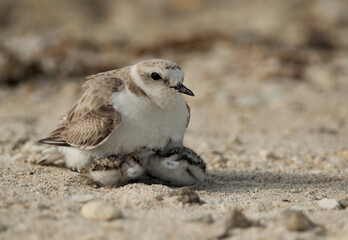 Fototapeta premium Kentish Plover protecting her babies at Busaiteen coast, Bahrain