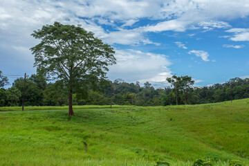 Fototapeta na wymiar Country - Geographic Area, Khao Yai National Park, Land, National Park, Thailand