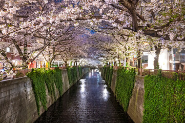 Fototapeta na wymiar Charming night illumination of the cherry blossoms at Meguro river.